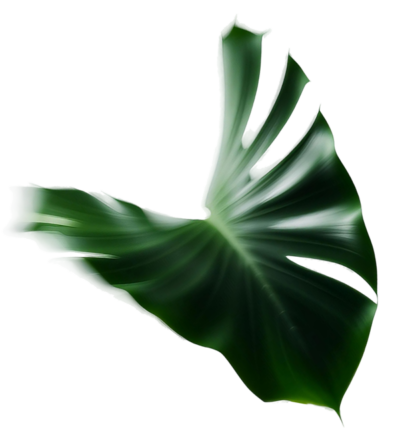 green-leaf-elia https://www.eliawedding.fr/wp-content/uploads/2025/12/green-leaf-elia-e1765948455736.png